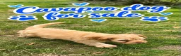 Cavapoo dogs for sale: Cavapoo  - Advert 3
