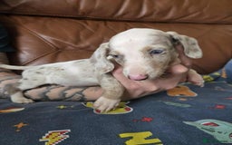 Dachshund dogs for sale: Beautiful Dachshunds - Image 6