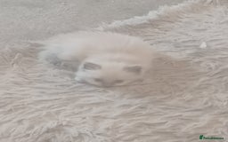 Ragdoll cats for sale: Mink ragdoll kittens - Image 5