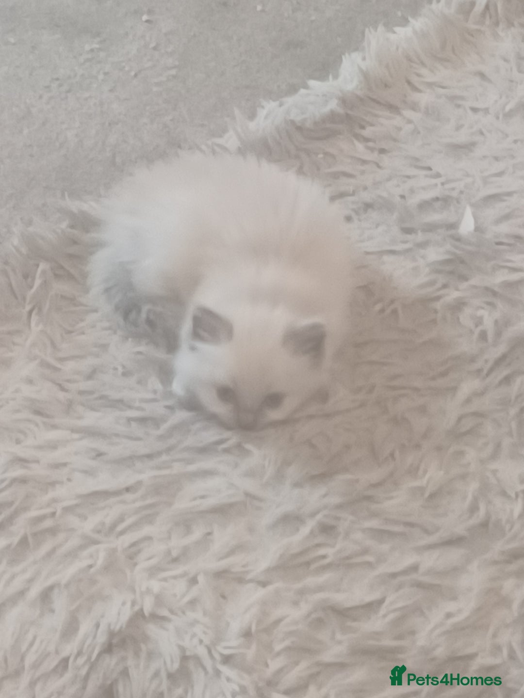 Ragdoll cats for sale: Mink ragdoll kittens - Image 5
