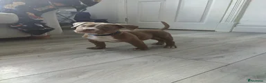 American Bully Puppy 3