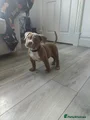American Bully Puppy 3