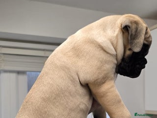 Bullmastiff dogs Bullmastiff Puppies - Advert 6