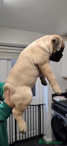 Bullmastiff dogs Bullmastiff Puppies - Advert 6