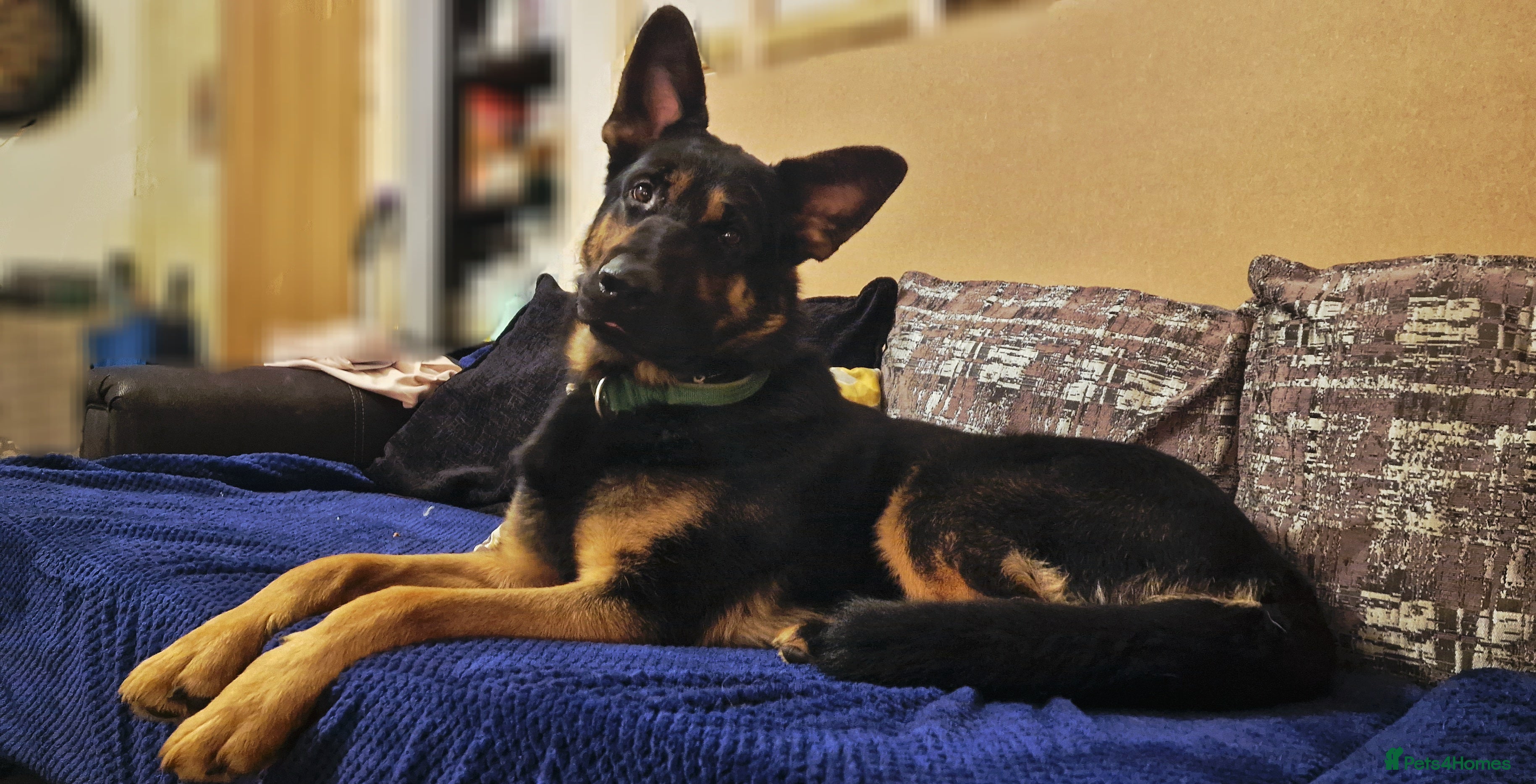 German Shepherd dogs Nearly 2 german shepherd male - Advert 12