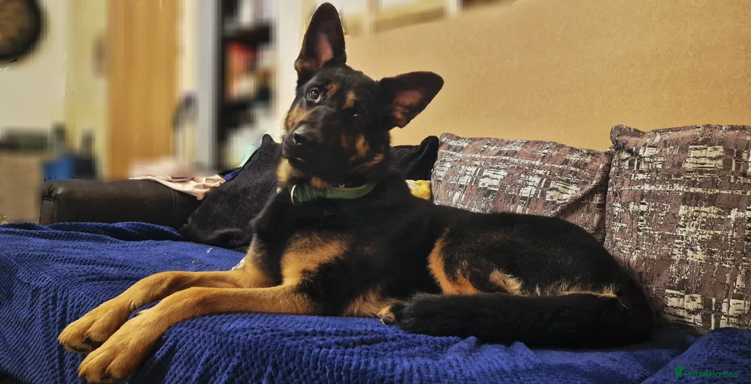 German Shepherd dogs for sale: Nearly 2 german shepherd male - Advert 1