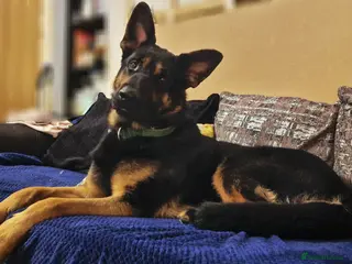 German Shepherd dogs Nearly 2 german shepherd male - Advert 12