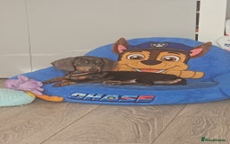 Miniature Dachshund dogs for sale: Minature dashund 4 months old  - Image 2