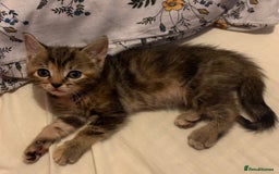 Domestic Shorthair cats for sale: 2 Beautiful kittens of a litter of 4 - Image 4