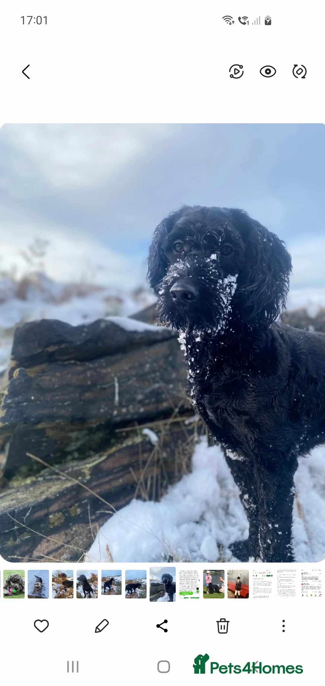 Mixed Breed dogs for sale: STUNNING RARE COLOURS F1B GOLDENDOODLE LITTER - Advert 18