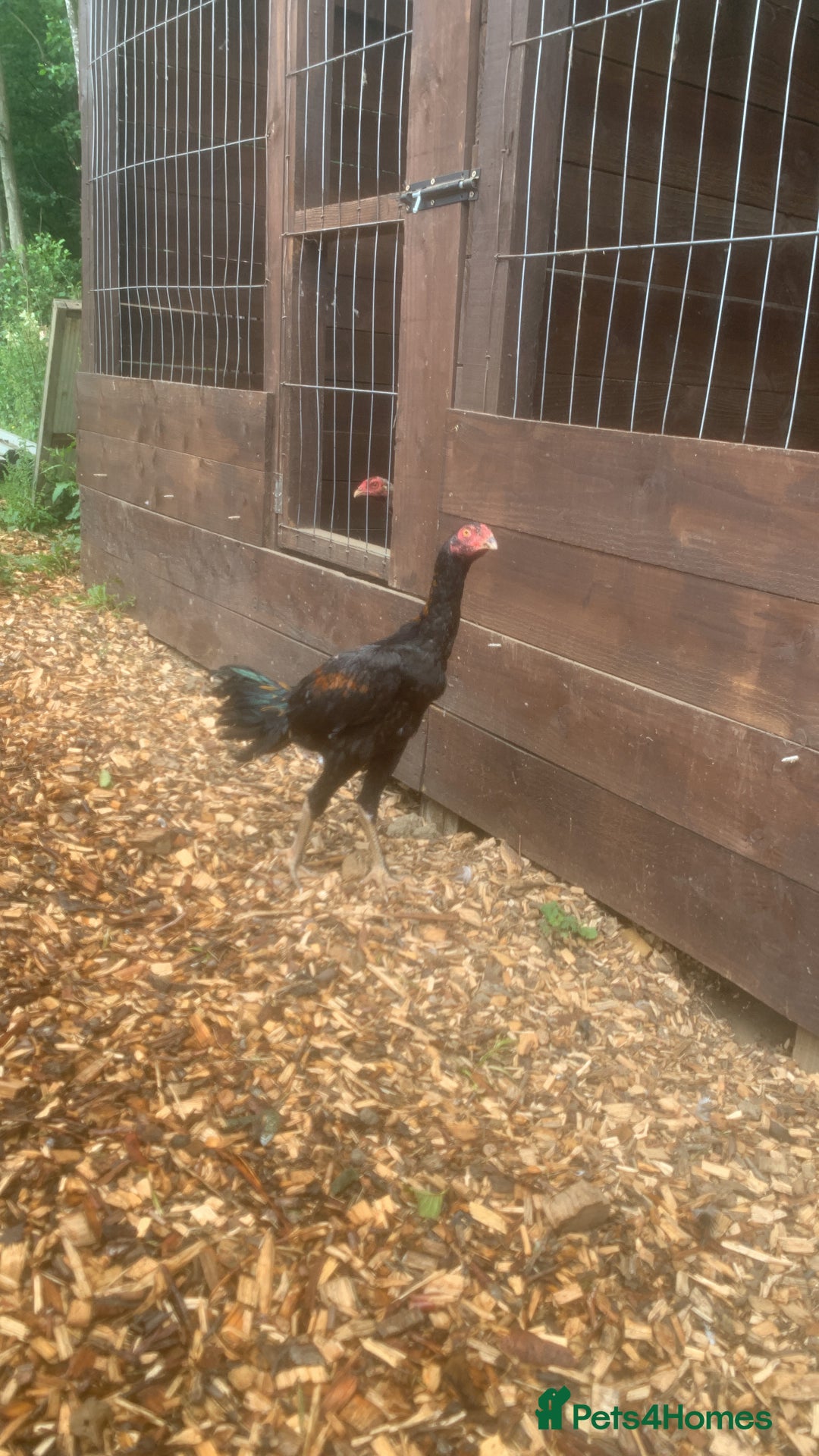 Chickens poultry for sale: Jap shamo stags - Image 1
