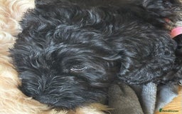 Cockapoo dogs for sale: Cockapoo/Labradoodle pups. One left! Reduced!  - Image 4