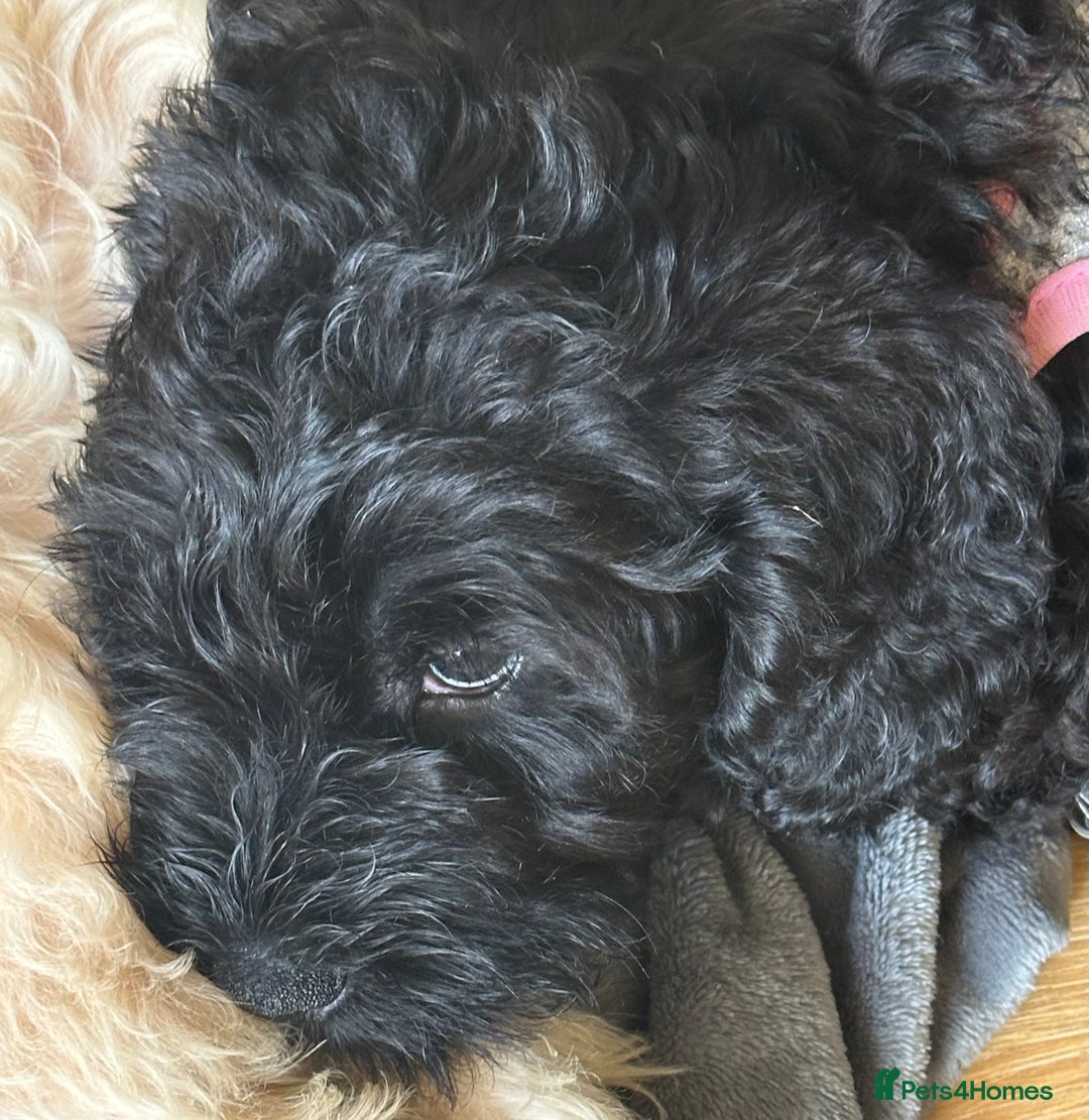 Cockapoo dogs for sale: Cockapoo/Labradoodle pups. One left! Reduced!  - Image 4