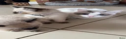 Ragdoll cats for sale: Ragdoll kittens girls ready now  - Advert 2