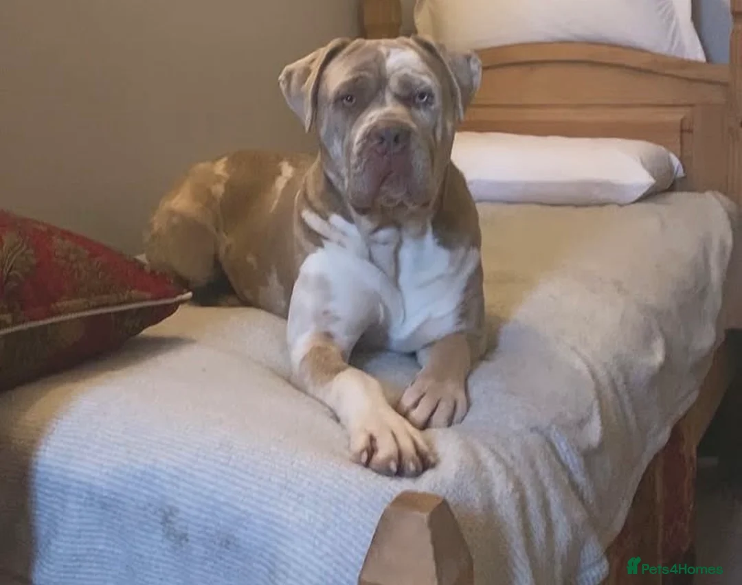 Mixed Breed dogs for sale: Bandogge puppys ready to go  - Advert 10