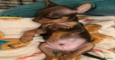 Russian Toy Terrier dogs - Advert 1