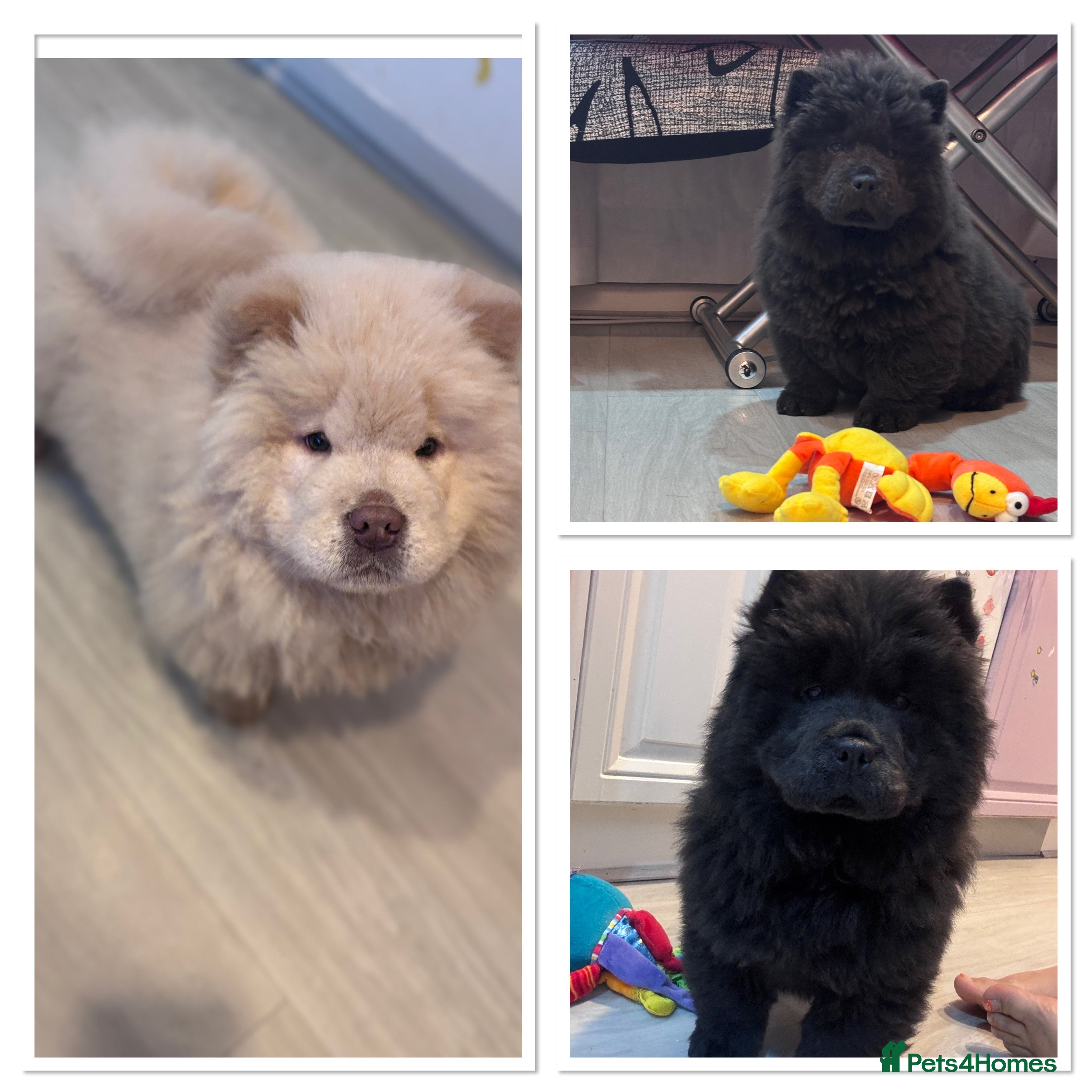 Chow Chow dogs Blue and Cream Chow Chow puppies  - Advert 2