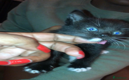 Mixed Breed cats for sale: Playful kittens looking for a new home - Advert 4