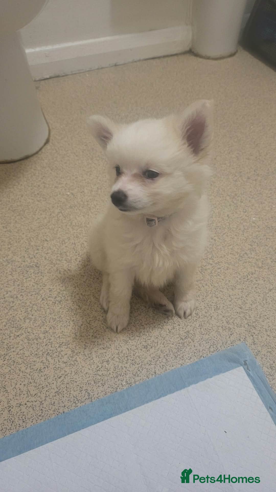 Pomeranian dogs Puppy  - Advert 2