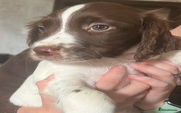 Sprocker dogs for sale: Sprocker Puppies  - Image 9