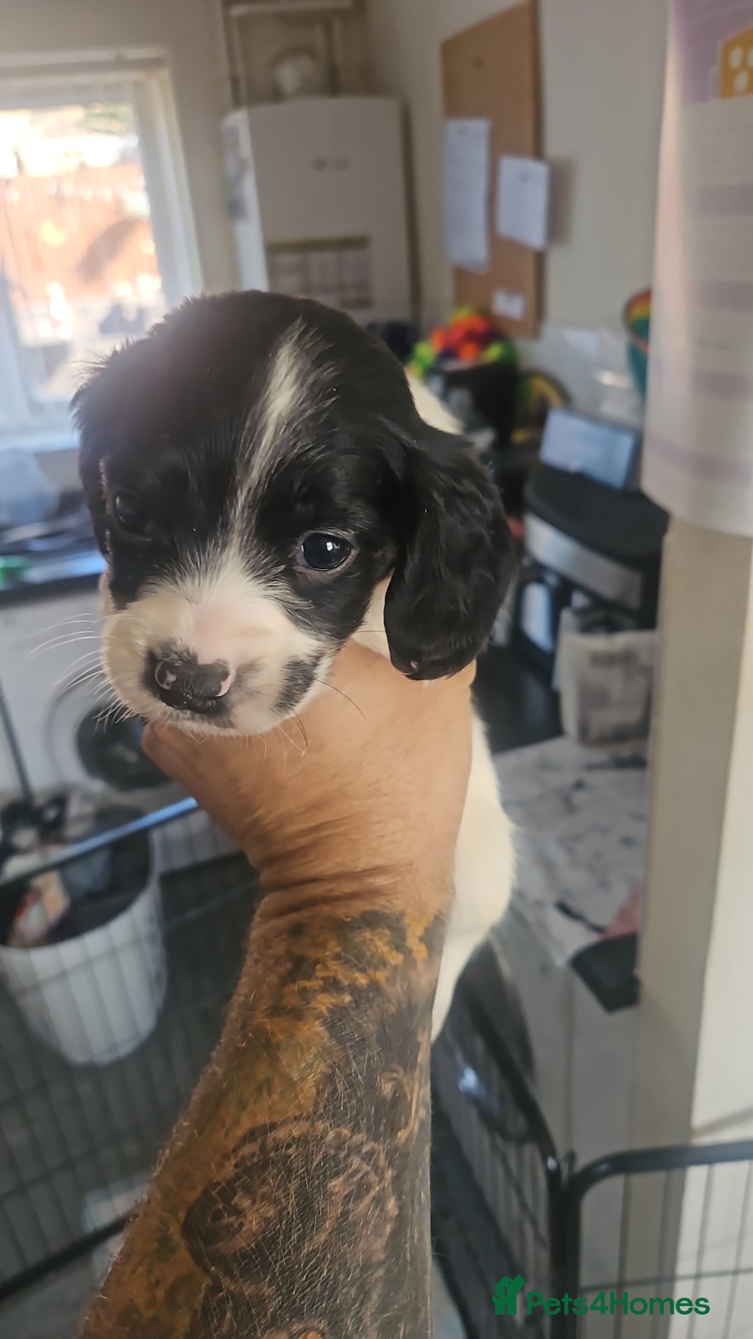 English Springer Spaniel dogs for sale: Springer spaniel puppy's  - Image 4