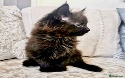 Maine Coon cats for sale: Black Smoke Maine Coon Kittens - Image 4