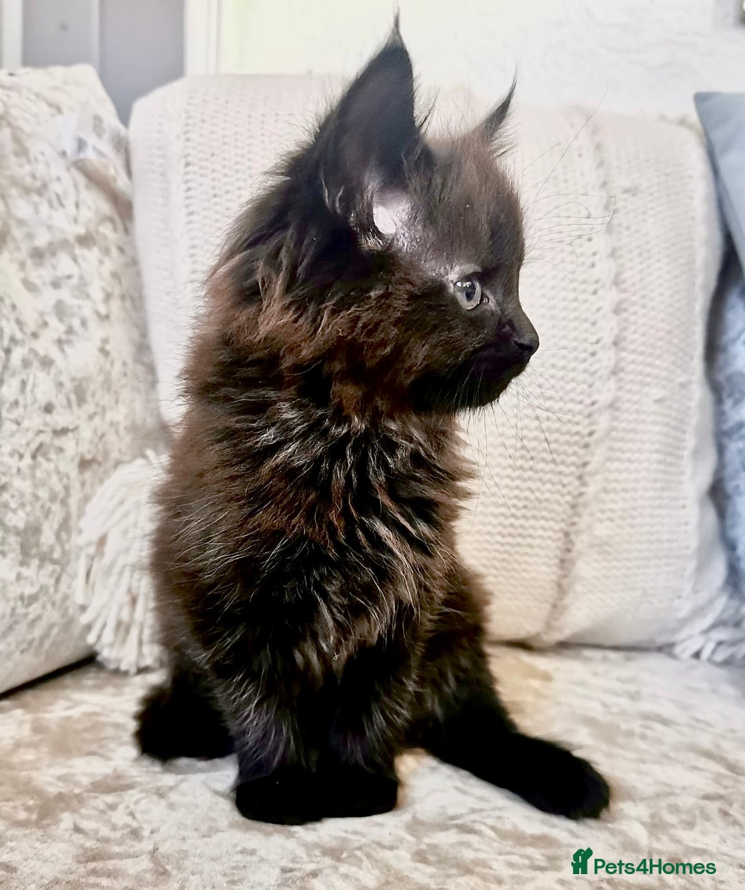Maine Coon cats for sale: Black Smoke Maine Coon Kittens - Image 4