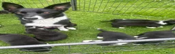 Mixed Breed dogs for sale: 7 week old Collie X Kelpie  - Advert 3