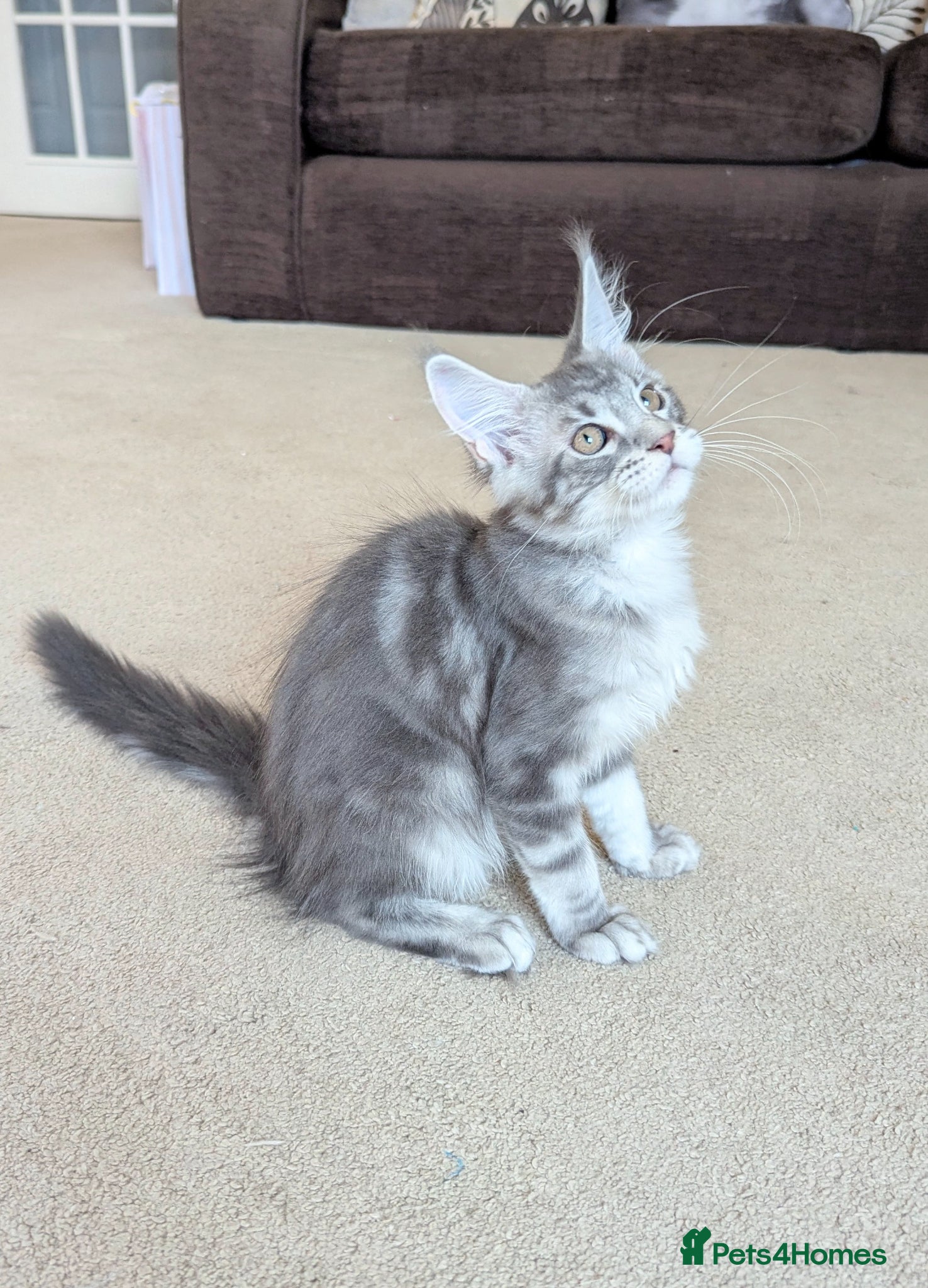 Maine Coon cats Champion Line Registered Female Kittens  - Advert 1