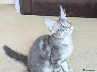 Maine Coon cats for sale: Champion Line Registered Female Kittens - Advert 1