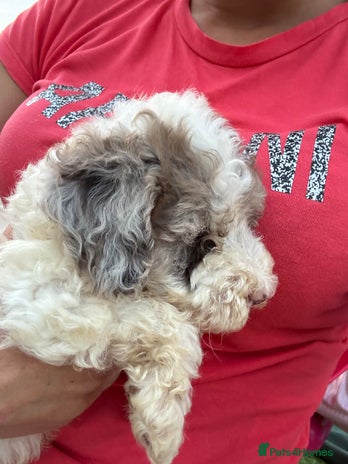 Cockapoo dogs - Advert 2