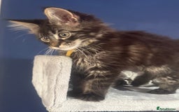 Maine Coon cats for sale: Last super loving boy left tica reg + vaccinated - Image 6