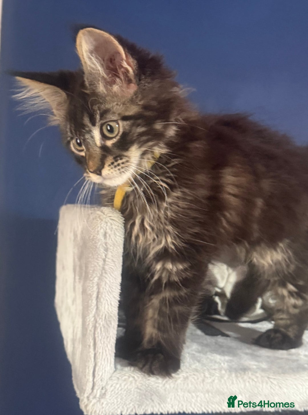 Maine Coon cats for sale: Last super loving boy left tica reg + vaccinated - Image 6