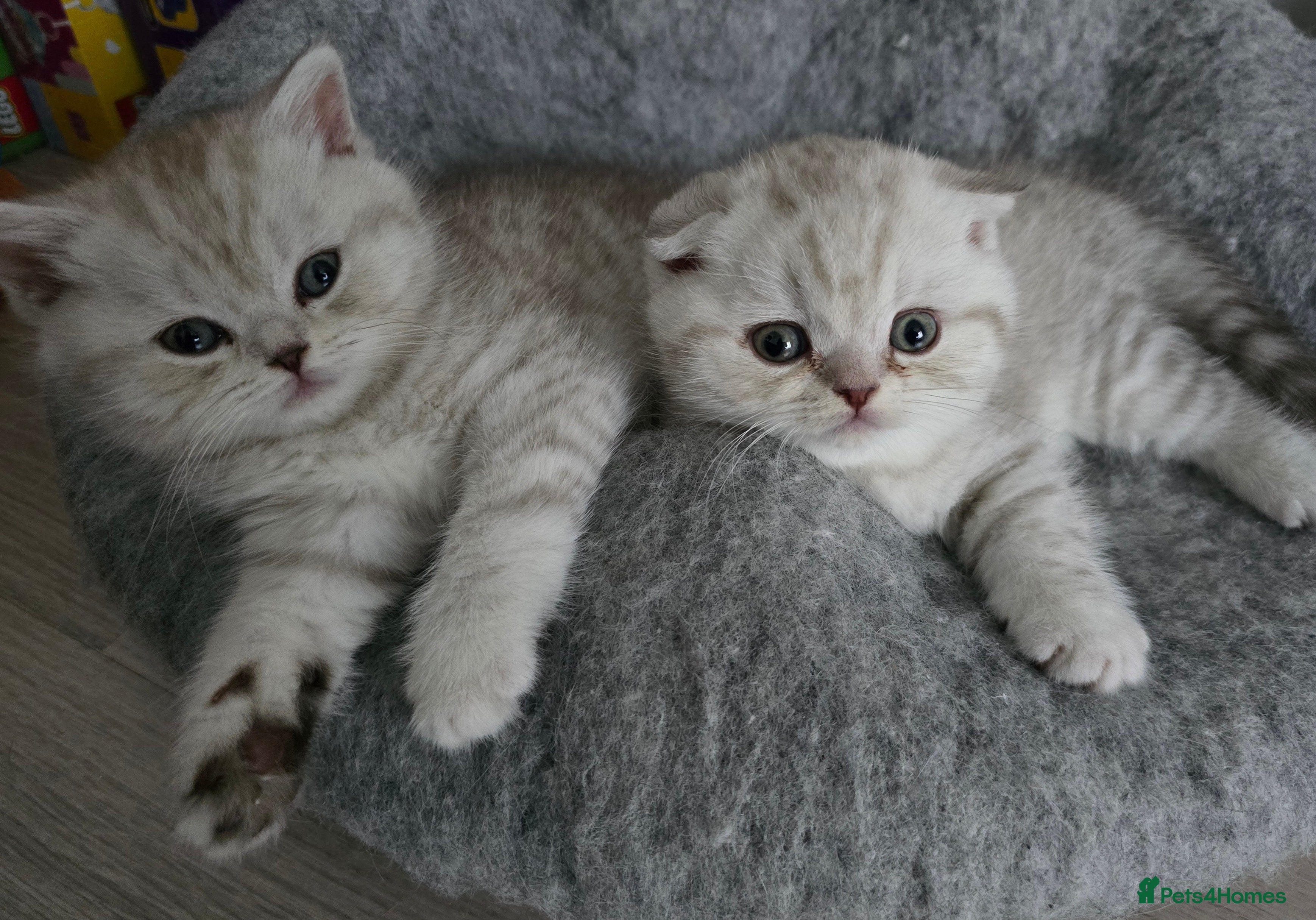 Scottish Fold cats 🐾Scottish Straight Kitten for Sale - Advert 16