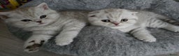 Scottish Fold cats for sale: 🐾Scottish Fold/Scottish Straight Kittens for Sale - Advert 1