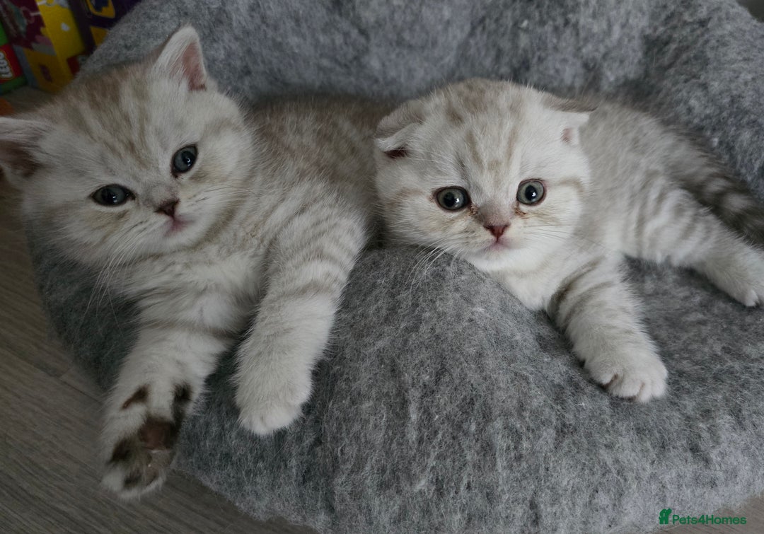 Scottish Fold cats for sale: 🐾Scottish Fold/Scottish Straight Kittens for Sale - Advert 1
