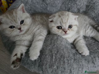 Scottish Fold cats 🐾Scottish Fold/Scottish Straight Kittens for Sale - Advert 2