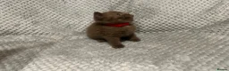 British Shorthair cats for sale: GCCF Registered Chocolate BSH kittens  - Advert 15