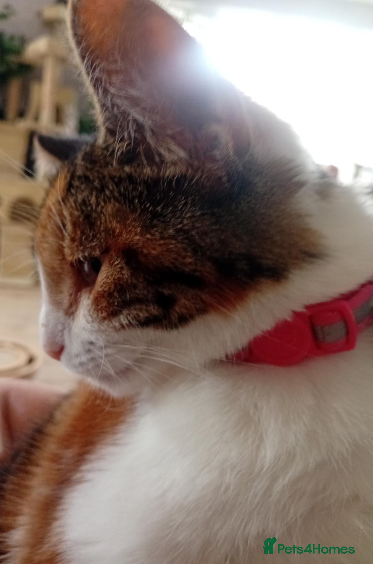 Mixed Breed cats Meet Tinkbell  - Advert 1