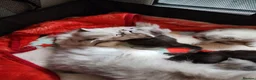Ragdoll cats for sale: Stunning, Clever & Vocal Male Ragdoll Lynx Kitten - Advert 15
