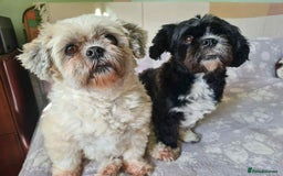 Mixed Breed dogs for adoption:  Meet Zola & Layla – The Perfect Little Pair - Image 1