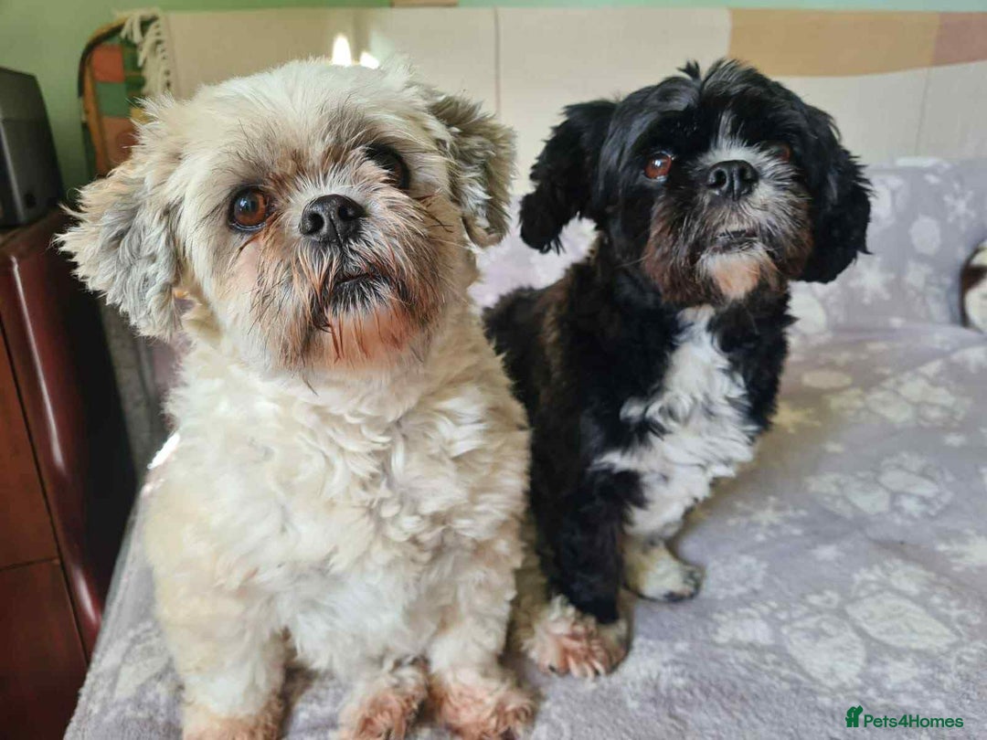 Mixed Breed dogs for adoption:  Meet Zola & Layla – The Perfect Little Pair - Image 1