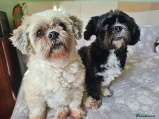 Mixed Breed dogs Meet Zola & Layla – The Perfect Little Pair - Advert 2