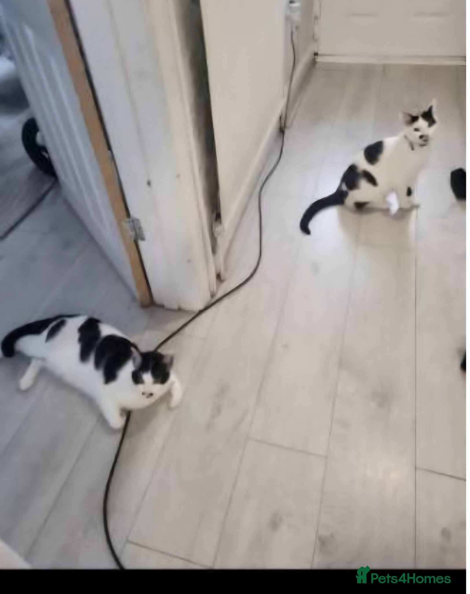 Mixed Breed cats Two sisters 19months neutered  - Advert 4