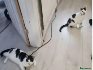 Mixed Breed cats Two sisters 19months neutered - Advert 4