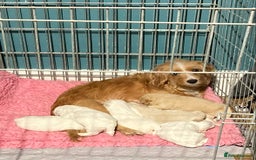 Cavapoo dogs for sale: F1b cavapoo puppies  - Advert 1