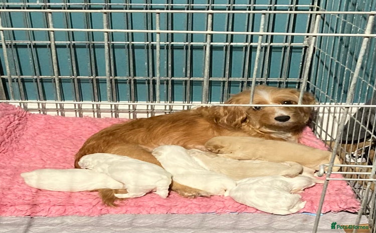 Cavapoo dogs F1b cavapoo puppies  - Advert 3