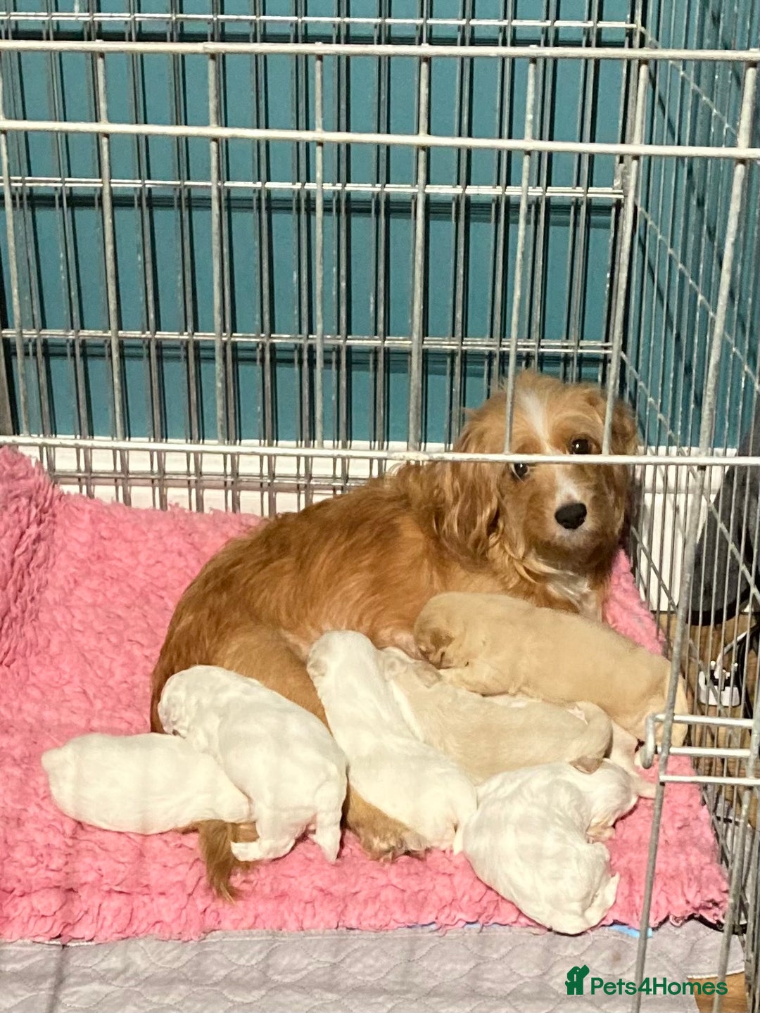 Cavapoo dogs for sale: F1b cavapoo puppies  - Advert 1