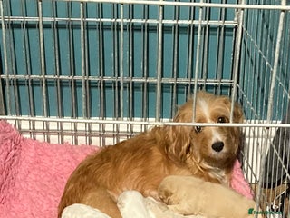 Cavapoo dogs for sale: F1b cavapoo puppies - Advert 1