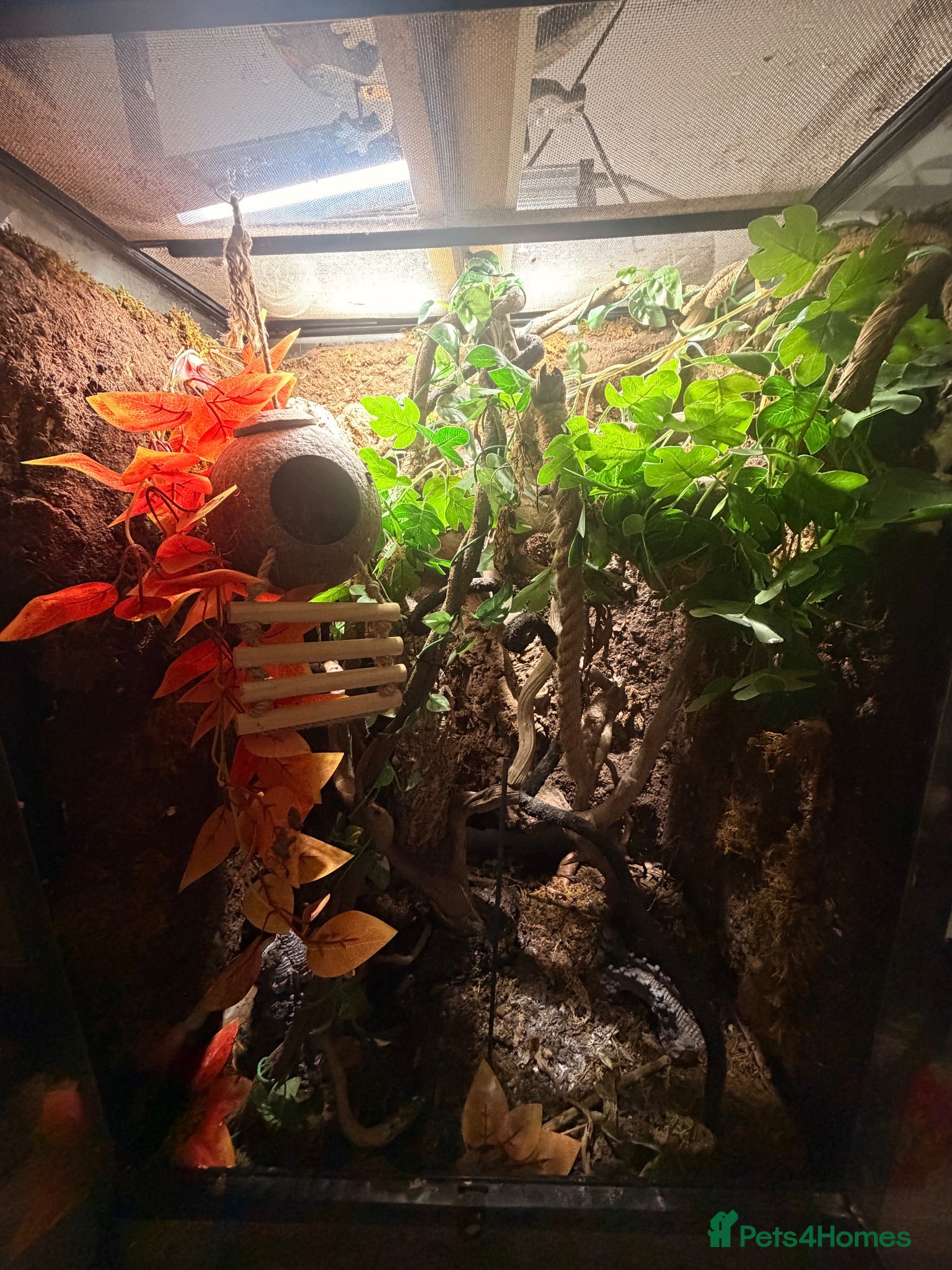Gecko reptiles Gecko with custom bioactive gecko tank - Advert 9